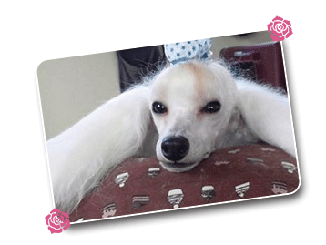 �ڥåȤ򤫤襤�����å�